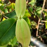 Medinilla crassifolia Folha