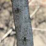 Flacourtia indica Bark