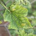 Dombeya acutangula Leaf