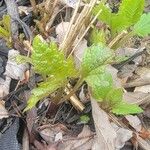 Scrophularia californica Leaf