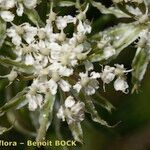 Laserpitium halleri Flower