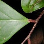 Licania affinis Φύλλο