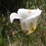 Calochortus venustus ᱵᱟᱦᱟ