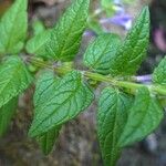 Scutellaria galericulata Hostoa