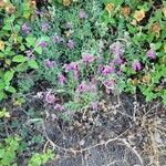 Teucrium marum Habit