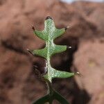 Mutisia hamata Leaf