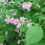 Syringa josikaea Flower