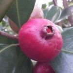 Psidium cattleianum Drugo