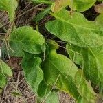 Ipomoea imperati Leaf