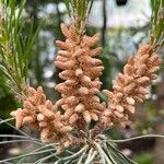 Pinus pinea Çiçek