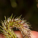 Carex riparia Blomma