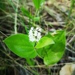 Maianthemum canadense 花