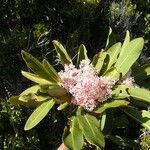 Tapeinosperma scrobiculatum Blüte