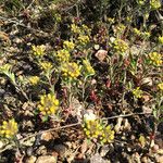 Alyssum desertorum Hábito