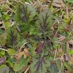 Salvia lyrata Leaf