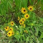 Rudbeckia hirtaFlower