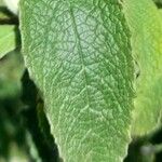 Buddleja stachyoides Yaprak