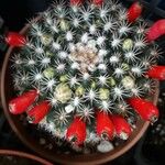 Mammillaria heyderi Fruchs