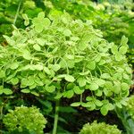 Hydrangea arborescens Kvet