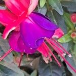 Fuchsia × standishii Çiçek