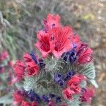 Echium albicans Flower