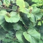 Coccoloba pubescens Leht