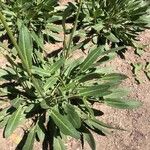 Rumex thyrsiflorus Folha