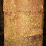 Macoubea guianensis Кора