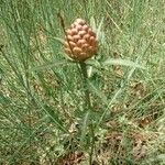 Rhaponticum coniferum Flower