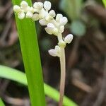 Ophiopogon jaburan Flower