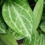 Dischidia ovata Leaf