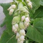 Salvia sclarea その他の提案