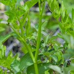 Oenanthe sarmentosa Leaf