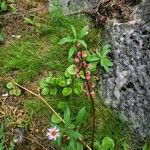 Pyrola asarifolia Цветок