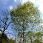 Betula pendula Hoja