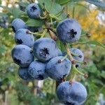 Vaccinium corymbosum Плод