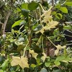 Brunfelsia americana Flor