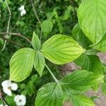 Cornus nuttallii Hoja