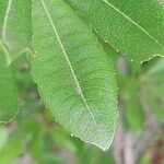 Myrica californica Blatt