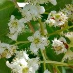 Sorbus aucupariaFlor