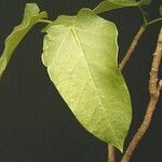 Jatropha variifolia Leaf