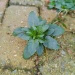 Viola × williamsii Leaf