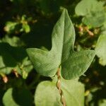 Ipomoea triloba পাতা