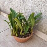 Epidendrum ciliare Yaprak