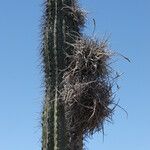 Tillandsia recurvata Habitus