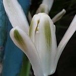 Albuca nelsonii 花