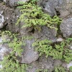 Pilea microphylla Habitat