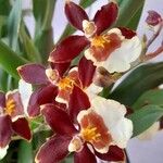 Oncidium leleui Кветка