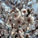 Prunus armeniaca 花