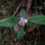 Psychotria urbaniana Flower